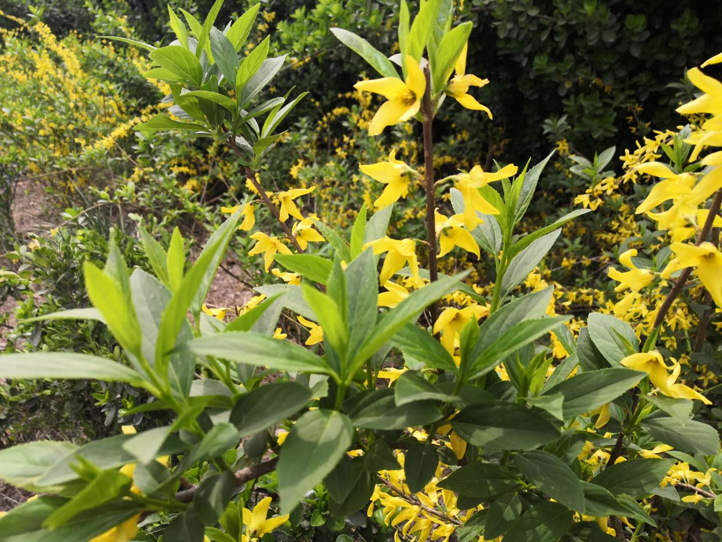 植物RNA提取大作戰(zhàn)